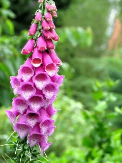 花,夏天,自然 花,夏天,自然