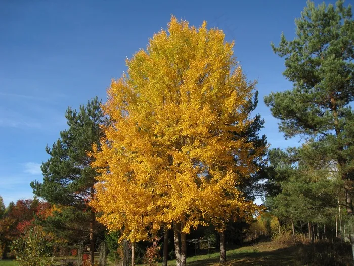秋，树，颜色，天蓝色，花园，黄色，绿色