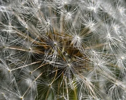 蒲公英，蒲公英，水果，瘦果，植物，性质