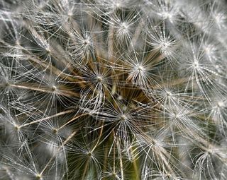 蒲公英，蒲公英，水果，瘦果，植物，性质