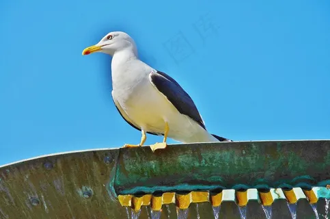 海鸥，鸟，天空，云，建筑，在上面，宏