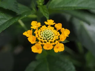 马tana丹，马tana丹卡马拉品种，马Lan丹