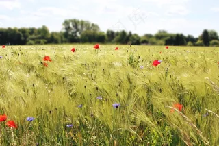 田野，玉米田，罂粟，罂粟，性质，农业