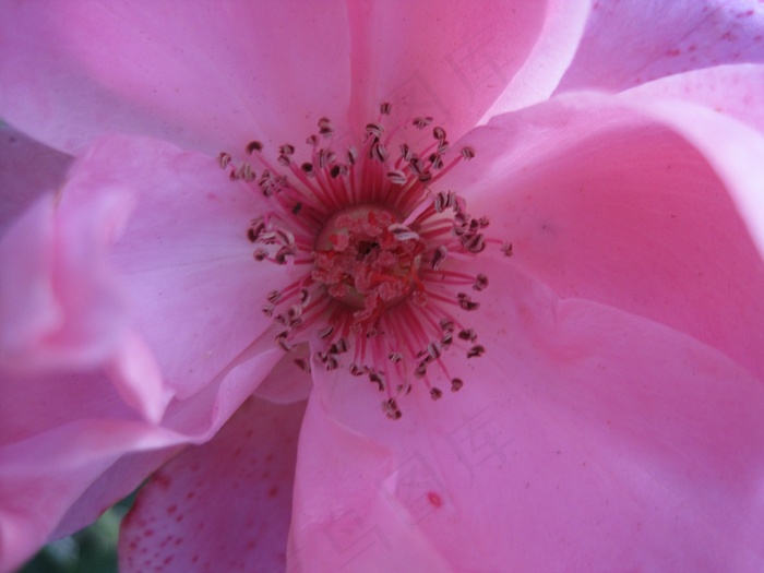 花，玫瑰，盛开，粉红色，柔和，精致，中心