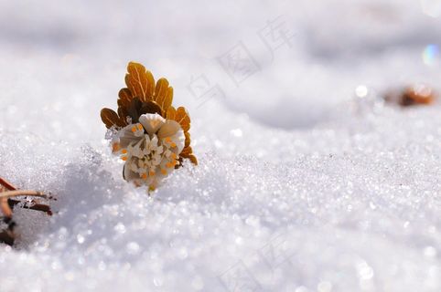 雪，花，阳光