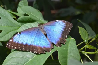 Morpho Peleides，蝴蝶，蓝色，Bug，昆虫