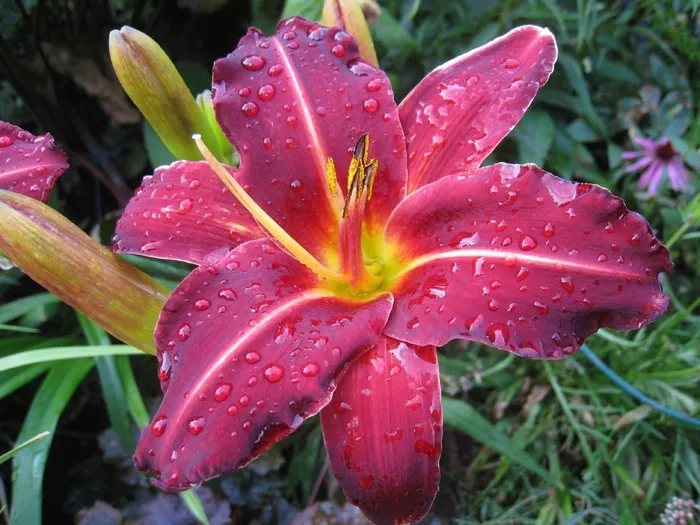 黄花菜，红色，植物，花，绿色，夏天，花园