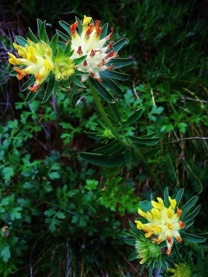 花，鲜花，黄色，红色，橙色，性质，山