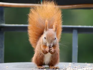 松鼠，Eichkater，动物世界，哺乳动物，性质，可爱