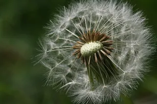 蒲公英，绒毛，种子
