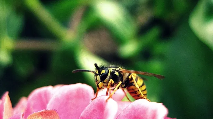 蜜蜂，花，昆虫，野生动物，蜂蜜，花瓣，花瓣