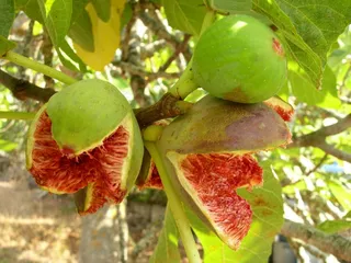 无花果，水果，植物，成熟，打开，新鲜，健康，甜