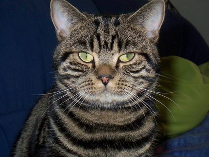 宿醉，猫，猫的眼睛，英国人，短发