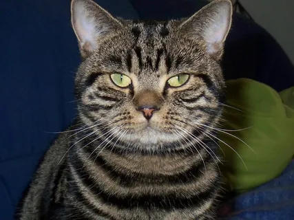 宿醉，猫，猫的眼睛，英国人，短发