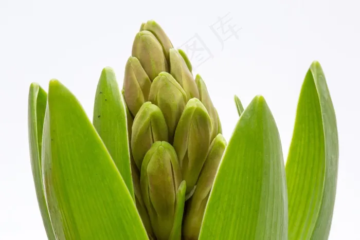 风信子，春天，绿色，风信子芽，植物，自然