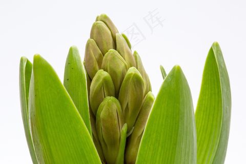 风信子，春天，绿色，风信子芽，植物，自然