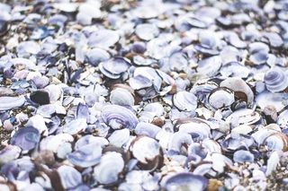 贝壳，桩，性质，海滩，纹理，海岸