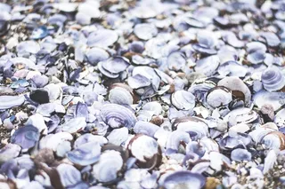 贝壳，桩，性质，海滩，纹理，海岸