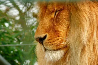 狮子，动物园，捕食者，猫，动物，野生动物，鬃毛