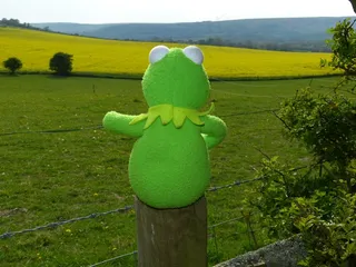 意见，场，草甸，围栏，坐柯米特，青蛙，绿色