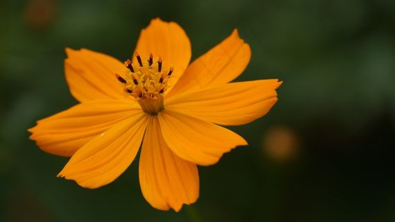 鲜花，黄色的花朵，颜色，黄色，美丽，可爱
