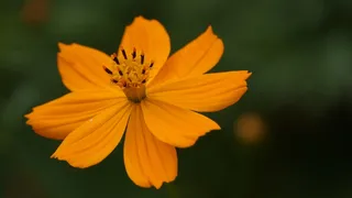 鲜花，黄色的花朵，颜色，黄色，美丽，可爱