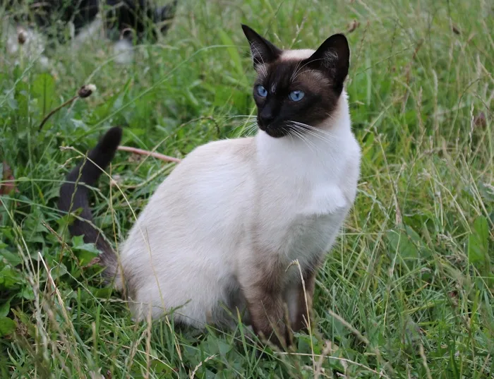 猫，暹罗猫，家猫，品种猫，猫科，宠物