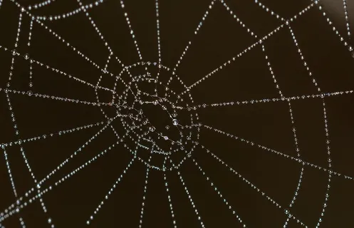 网络,自然,水,滴 网络,自然,水,滴