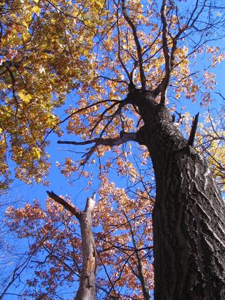 秋季，特雷博讷，魁北克，蒙特利尔