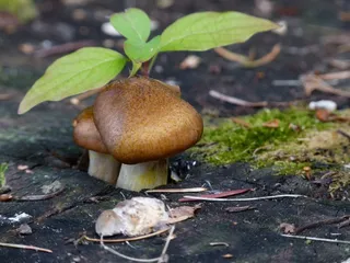 野，蘑菇，叶子，树，树桩，性质，植物