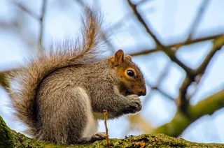 动物，松鼠，树，哺乳动物，爪子，尾巴，特写