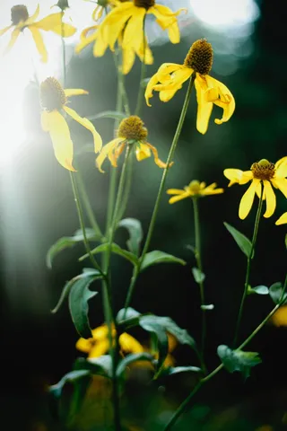 花卉,齿叶金光菊,金光菊,黑心菊,盆栽植物,花向日葵