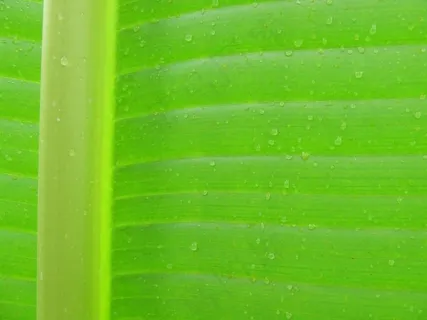 叶，背景，纹理，宏，滴植物叶子