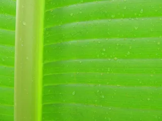 叶，背景，纹理，宏，滴植物叶子