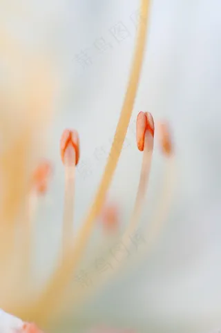 雄蕊，花，宏，性质