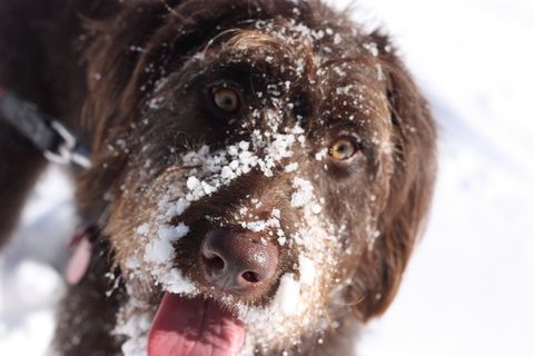 狗，宠物，动物，雪，可爱，犬，冬天，冷