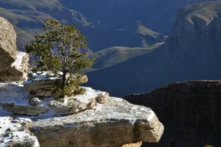 大峡谷，亚利桑那州，峡谷，冬天，树，壁架，雪