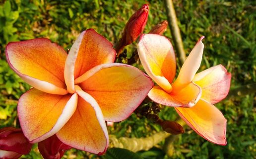 开花，花，花，粉红橙色