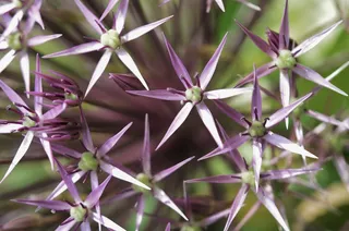 紫色，绿色，花，自然，花的，植物，自然
