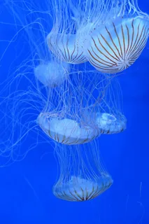 水母,水,蓝色 水母,水,蓝色
