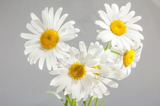 洋甘菊，鲜花，绽放，白色雏菊，黄色中心