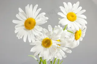 洋甘菊，鲜花，绽放，白色雏菊，黄色中心