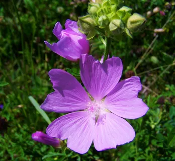 淡紫色,草甸花,夏季野花 淡紫色,草甸花,夏季野花