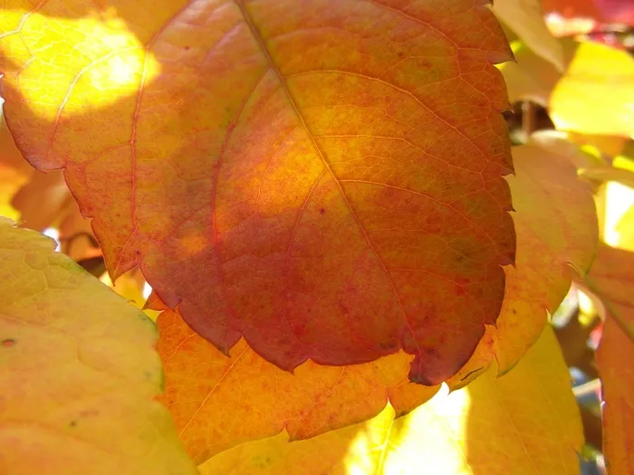 叶子，秋天，出现，橙色，明亮，半透明