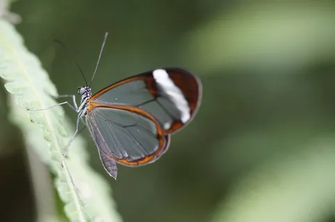 Greta Morgane Morgane,蝴蝶,Edelfalter Greta Morgane Morgane,蝴蝶,Edelfalter