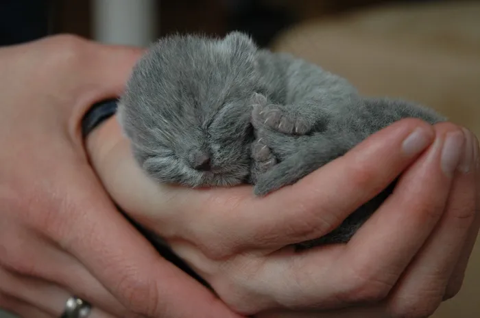 猫，小猫，猫，宿醉，英国短毛猫，新生儿