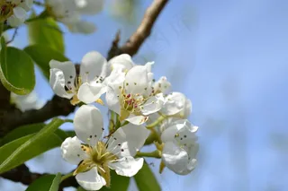 梨花，花，春，性质，开花，花园