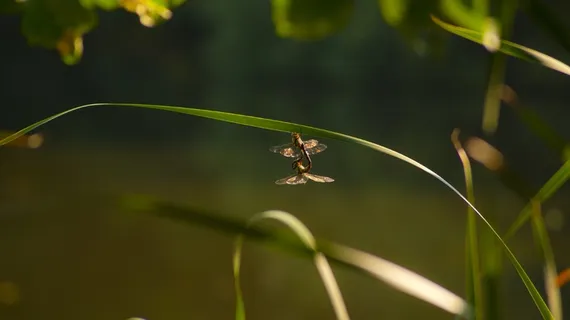 节肢动物,花卉,九华薹草,玫瑰花,鱼类,自然蜻蜓昆虫 节肢动物,花卉,九华薹草,玫瑰花,鱼类,自然蜻蜓昆虫