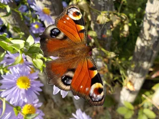 孔雀蝴蝶，蝴蝶，昆虫，关闭
