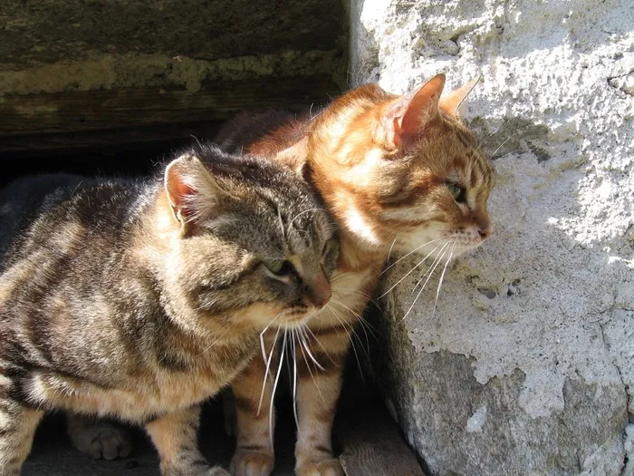 小猫，野生，石头，动物区系